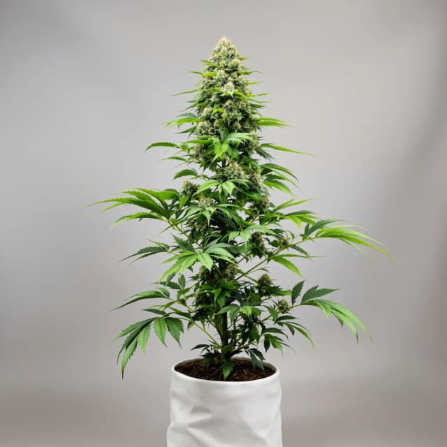 Emballage de graines de cannabis Seattle Blue — Royal King Seeds France
