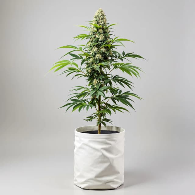 Emballage de graines de cannabis Sensi Skunk — Royal King Seeds France