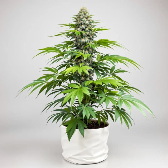 Emballage de graines de cannabis SFV OG — Royal King Seeds France