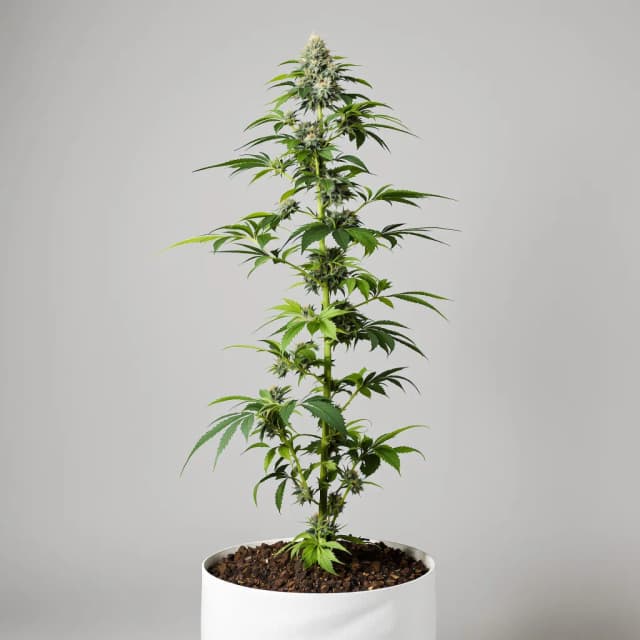 Emballage de graines de cannabis Shipwreck — Royal King Seeds France