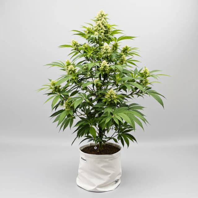 Emballage de graines de cannabis Silver Kush — Royal King Seeds France