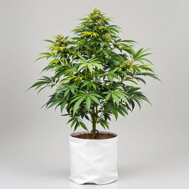 Emballage de graines de cannabis Silverback Gorilla — Royal King Seeds France
