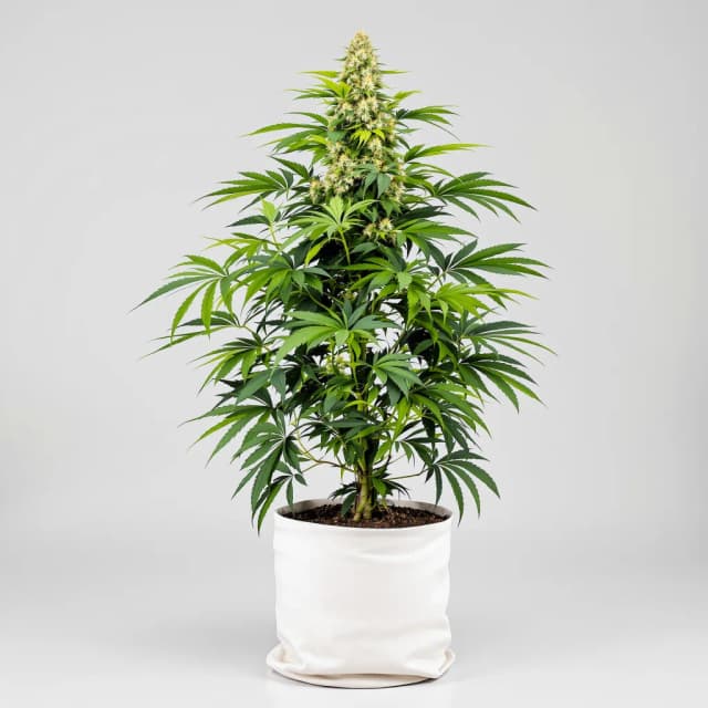 Emballage de graines de cannabis Silverback Gorilla — Royal King Seeds France