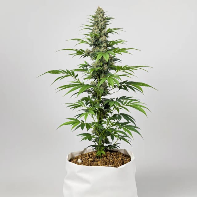 Emballage de graines de cannabis Silverfalls Kush — Royal King Seeds France