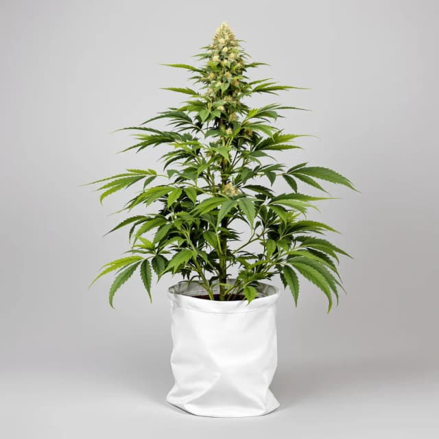 Emballage de graines de cannabis Sin City Kush — Royal King Seeds France