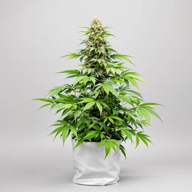 Emballage de graines de cannabis Sirius Black — Royal King Seeds France
