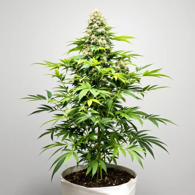 Emballage de graines de cannabis Sister Glue — Royal King Seeds France