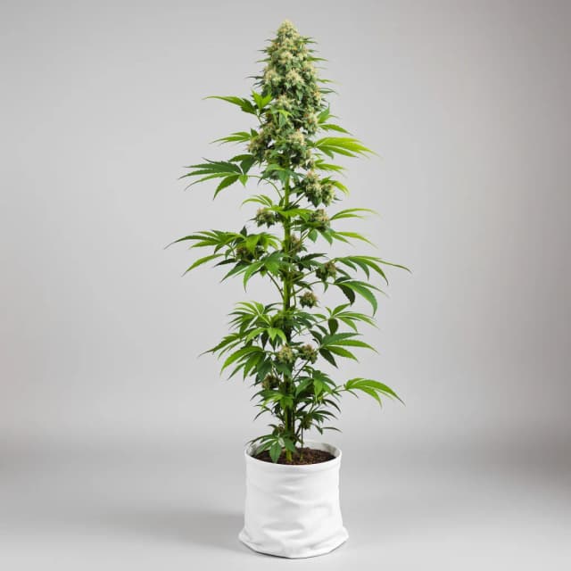 Emballage de graines de cannabis Six Shooter — Royal King Seeds France