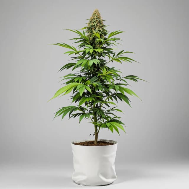 Emballage de graines de cannabis Skunk — Royal King Seeds France