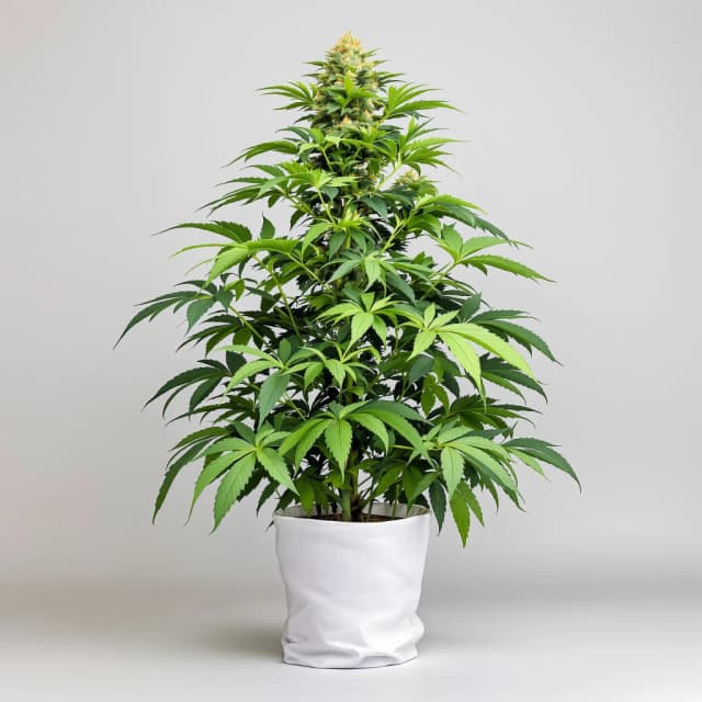 Emballage de graines de cannabis Snoop Dogg OG — Royal King Seeds France