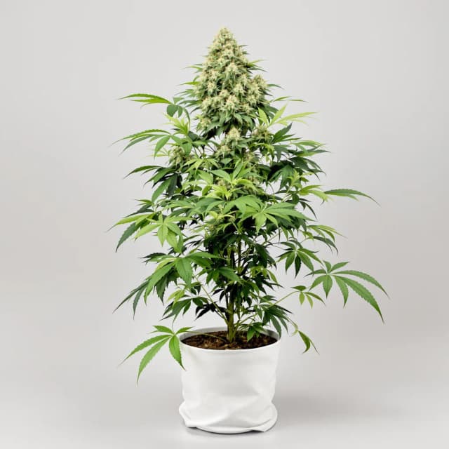 Emballage de graines de cannabis Snowcap Dream — Royal King Seeds France