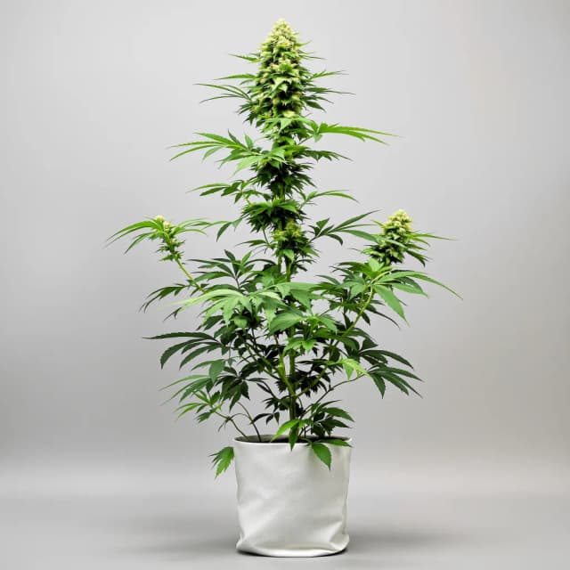 Emballage de graines de cannabis Snowcap — Royal King Seeds France