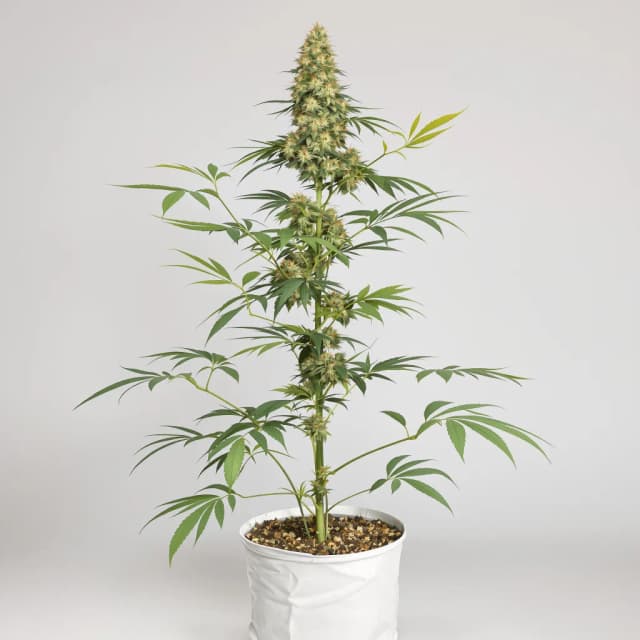 Emballage de graines de cannabis Sour Alien — Royal King Seeds France
