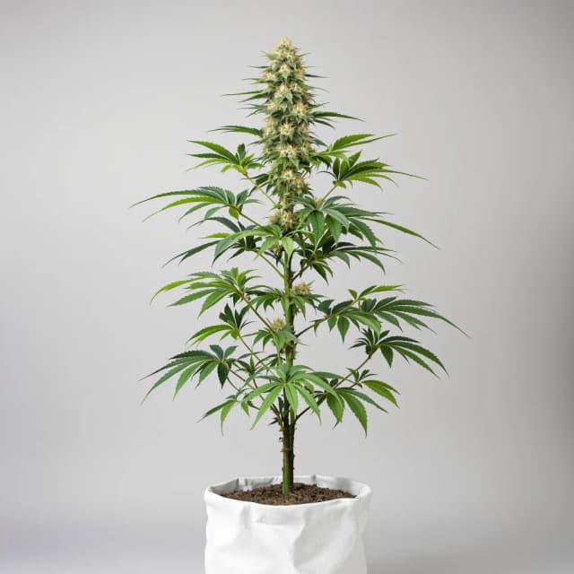 Emballage de graines de cannabis Sour Ape — Royal King Seeds France