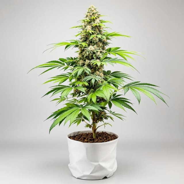 Emballage de graines de cannabis Sour Bubble — Royal King Seeds France