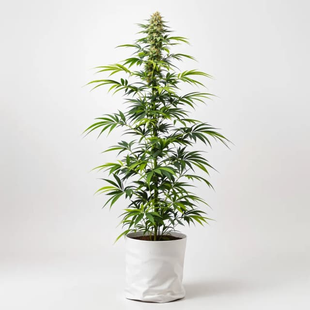 Emballage de graines de cannabis Sour Cookies — Royal King Seeds France