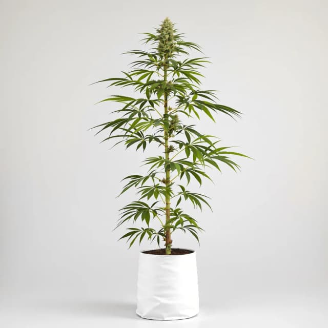 Emballage de graines de cannabis Sour Cream — Royal King Seeds France