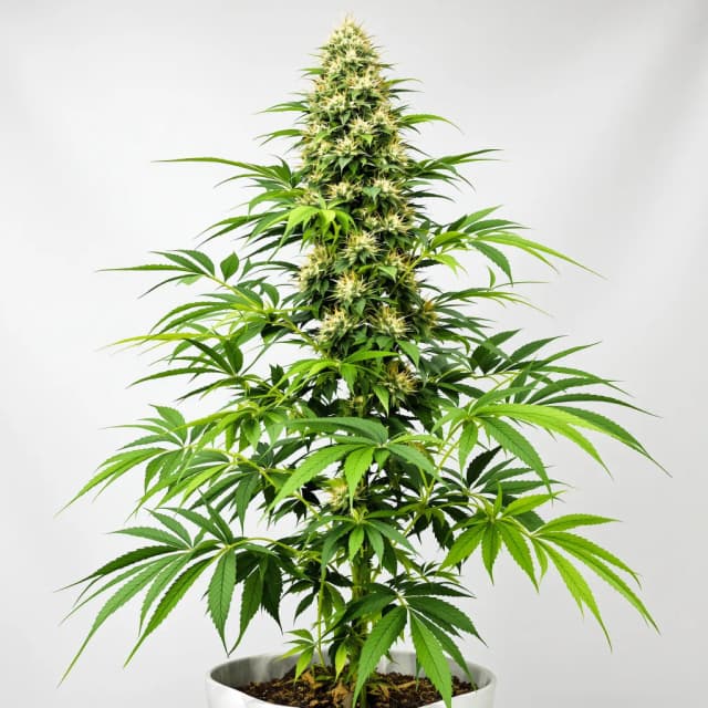 Emballage de graines de cannabis Sour Dubble — Royal King Seeds France