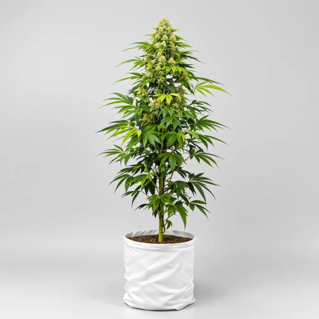 Emballage de graines de cannabis Sour Kush — Royal King Seeds France