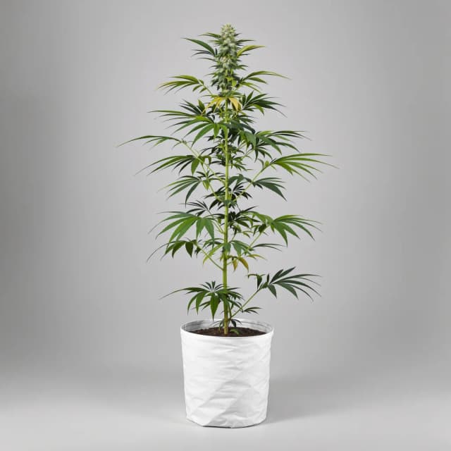 Emballage de graines de cannabis Sour Tangie — Royal King Seeds France