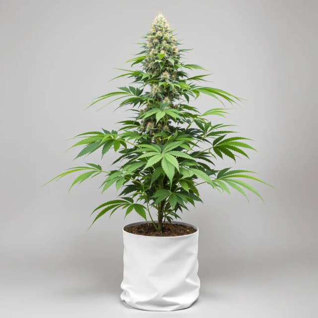 Emballage de graines de cannabis Space Dawg — Royal King Seeds France