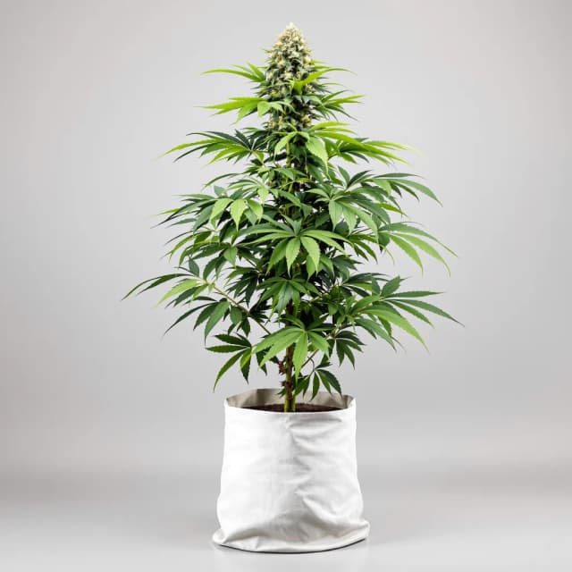 Emballage de graines de cannabis Special Kush #1 — Royal King Seeds France