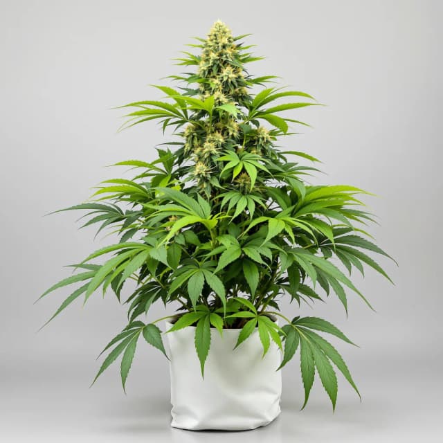 Emballage de graines de cannabis Special Kush #1 — Royal King Seeds France