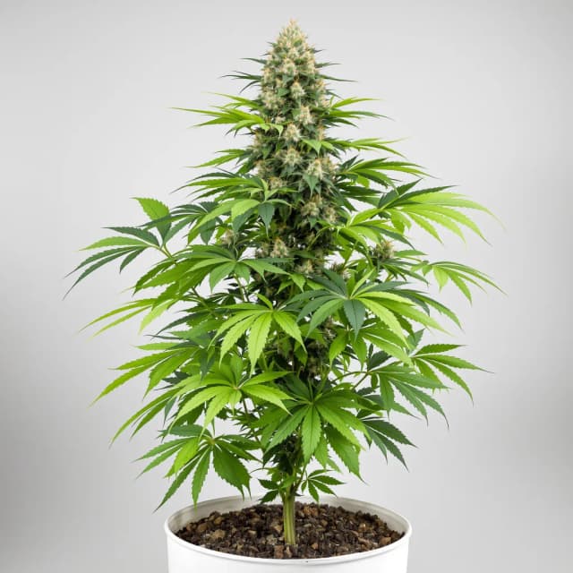 Emballage de graines de cannabis Star Killer — Royal King Seeds France