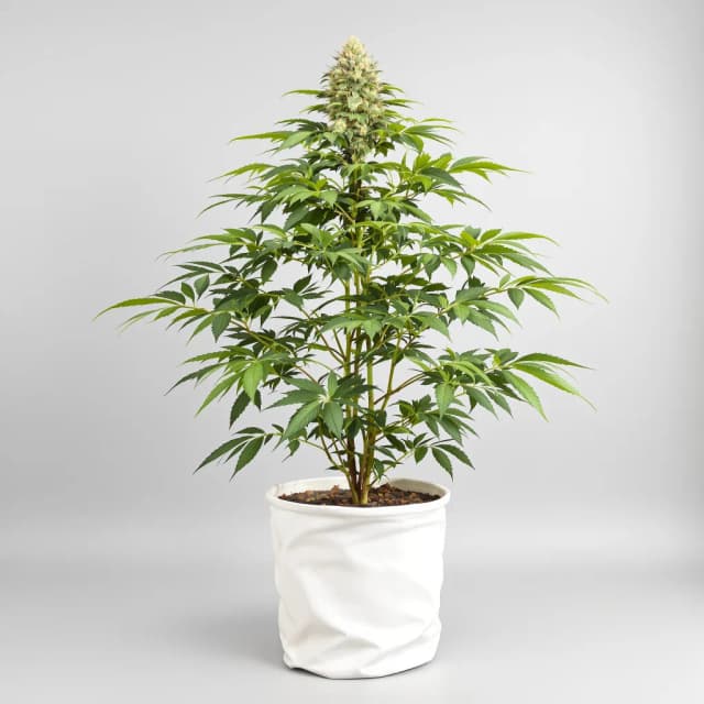 Emballage de graines de cannabis Sticky Dickie — Royal King Seeds France