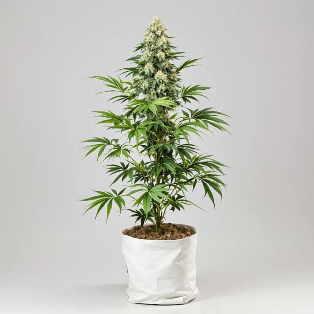 Emballage de graines de cannabis Sticky Dickie — Royal King Seeds France