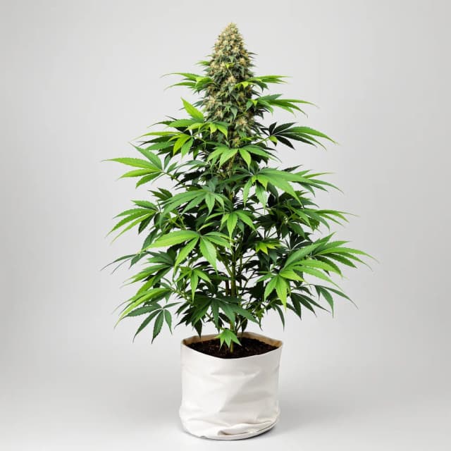 Emballage de graines de cannabis Stinking Rich — Royal King Seeds France