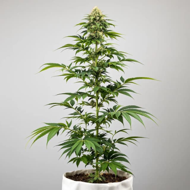 Emballage de graines de cannabis Strawberry Cheese — Royal King Seeds France