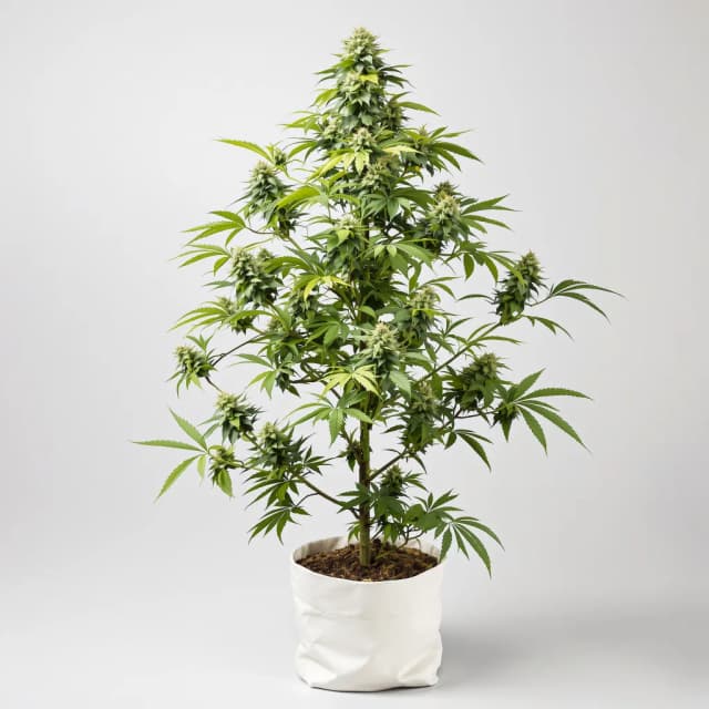 Emballage de graines de cannabis Strawberry Fizz Prerolls — Royal King Seeds France