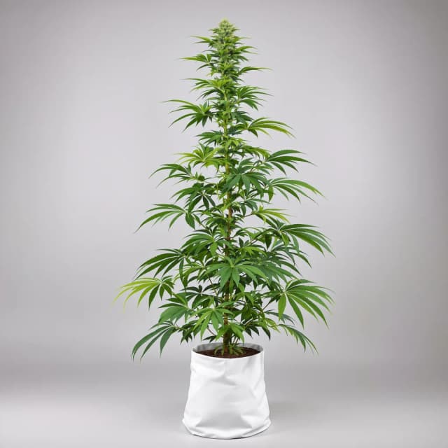 Emballage de graines de cannabis Strawberry Haze — Royal King Seeds France