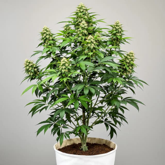 Emballage de graines de cannabis Strawberry Milkshake — Royal King Seeds France
