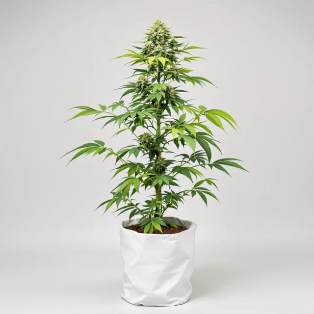 Emballage de graines de cannabis Sundae Driver — Royal King Seeds France
