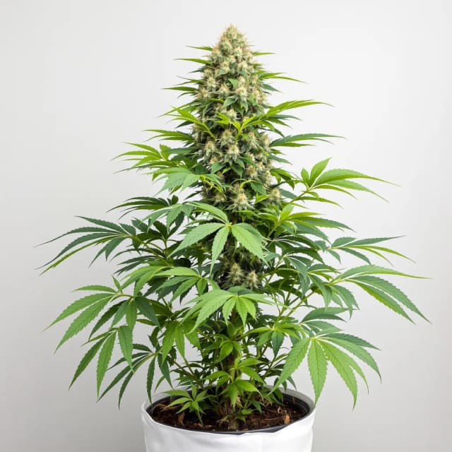 Emballage de graines de cannabis Super Blue Dream — Royal King Seeds France