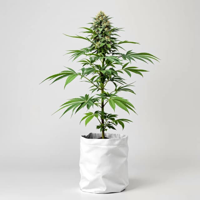 Emballage de graines de cannabis Super Kush — Royal King Seeds France
