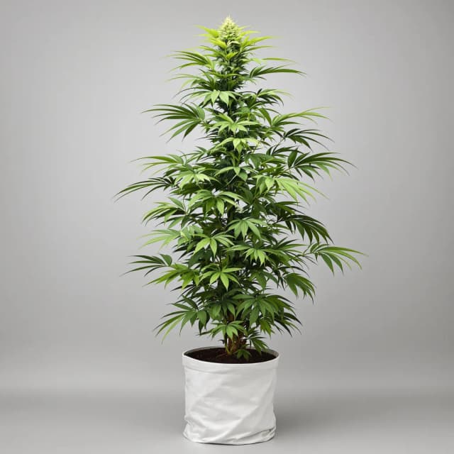 Emballage de graines de cannabis Super Silver Haze — Royal King Seeds France