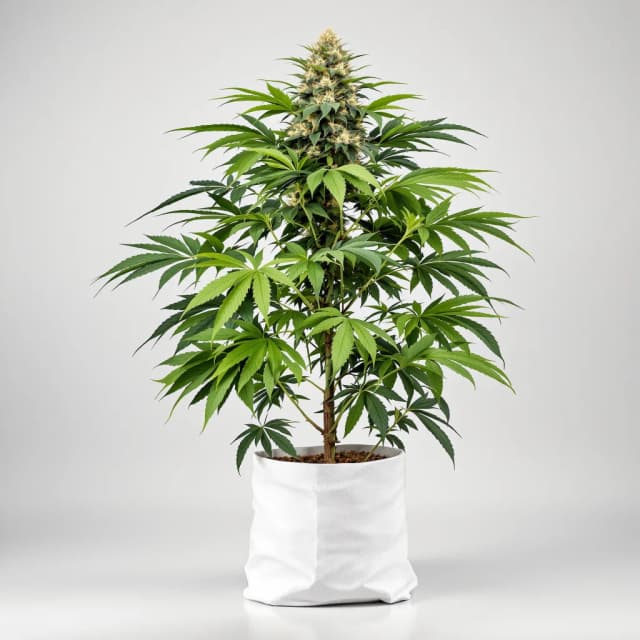 Emballage de graines de cannabis Super Skunk — Royal King Seeds France