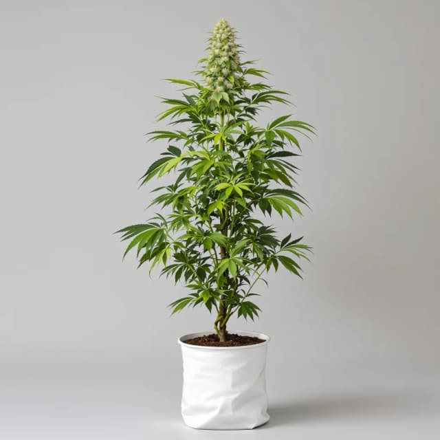 Emballage de graines de cannabis Super Snow Dog — Royal King Seeds France