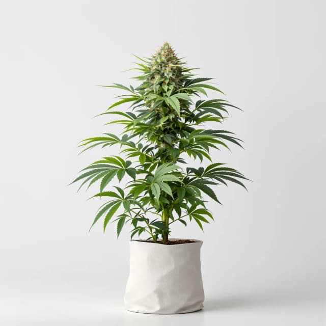Emballage de graines de cannabis Supergirl — Royal King Seeds France