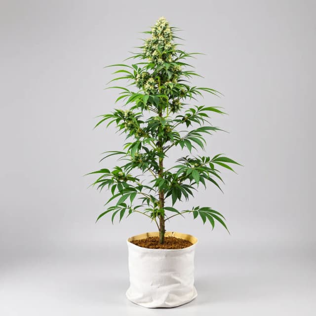 Emballage de graines de cannabis Superglue — Royal King Seeds France
