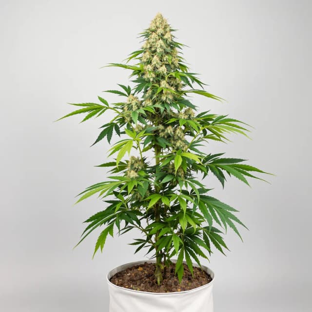 Emballage de graines de cannabis Surprise MFCKR Mixpack — Royal King Seeds France