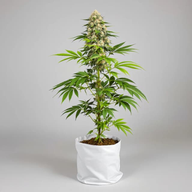 Emballage de graines de cannabis Sweet and Sour Widow CBD — Royal King Seeds France