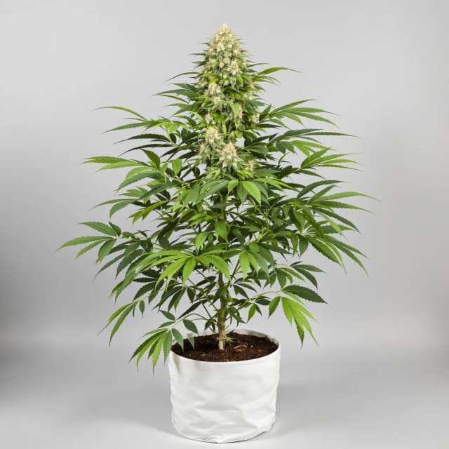 Emballage de graines de cannabis Sweet Baby Jane — Royal King Seeds France