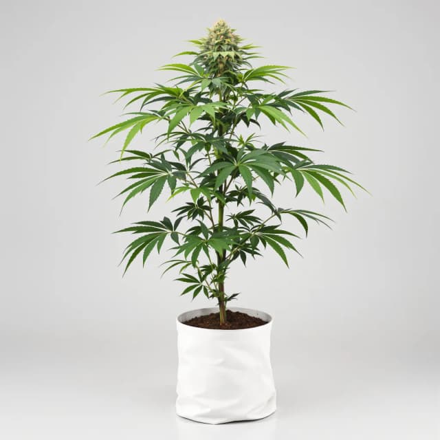 Emballage de graines de cannabis Sweet Deep Grapefruit — Royal King Seeds France
