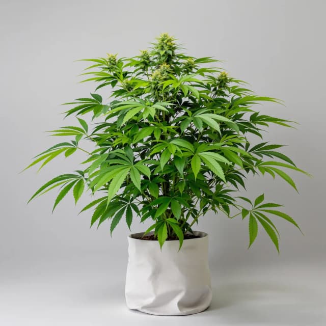 Emballage de graines de cannabis Sweet ZZ — Royal King Seeds France