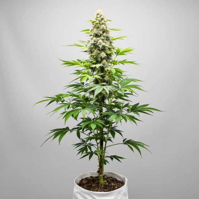 Emballage de graines de cannabis Tahoe OG — Royal King Seeds France