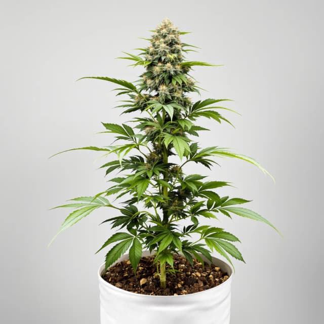 Emballage de graines de cannabis Tahoe OG Kush — Royal King Seeds France